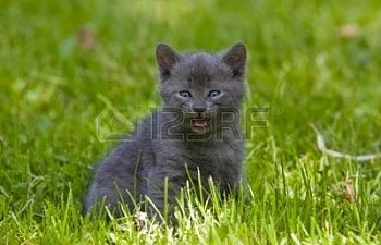 2790491-animal-series-gray-kitten-on-the-green-grass.jpg