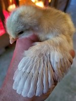 20180424_193926.jpg