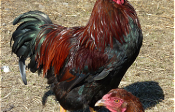 Partridge Chantecler: a Cold-hardy Dual Purpose Breed