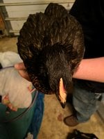 IMG_20180425_195850.jpg