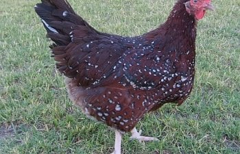 Chickens-adults004.jpg