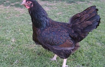Chickens-adults008.jpg