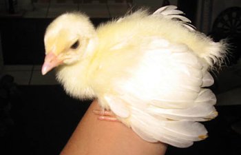 peachick-1.jpg peachick-1.jpg