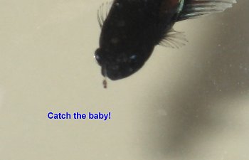 catchthebaby.jpg catchthebaby.jpg