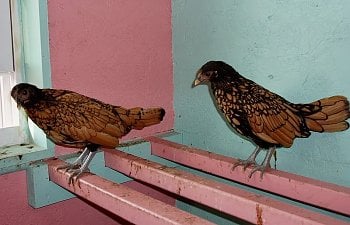 Sebright_Pullets_12wks.jpg Sebright_Pullets_12wks.jpg