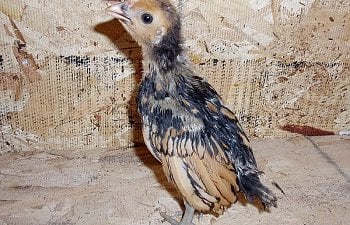 Sebright_Roo_3wks.jpg Sebright_Roo_3wks.jpg