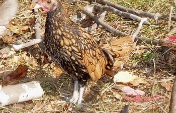 Sebright_Roo_8wks_c.jpg Sebright_Roo_8wks_c.jpg