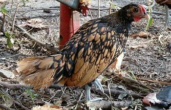 Sebright_Roo_8wks_f.jpg Sebright_Roo_8wks_f.jpg