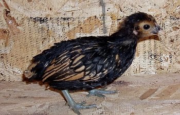 Sebright_Pulletb_4wks_b.jpg Sebright_Pulletb_4wks_b.jpg