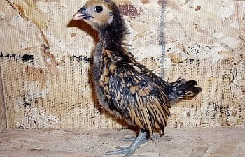 Sebright_Pullett_3wks.jpg Sebright_Pullett_3wks.jpg