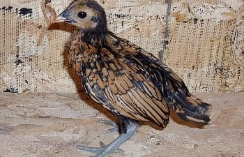 Sebright_Pullett_4wks_a.jpg Sebright_Pullett_4wks_a.jpg
