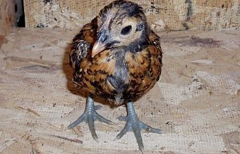 Sebright_Pullett_4wks_b.jpg Sebright_Pullett_4wks_b.jpg