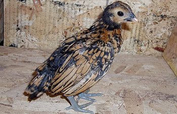 Sebright_Pullett_4wks_c.jpg Sebright_Pullett_4wks_c.jpg