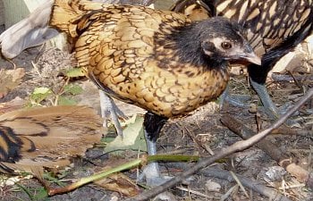 Sebright_Pullett_8wks_a.jpg Sebright_Pullett_8wks_a.jpg