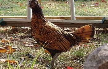 Sebright_Pullett_8wks_b.jpg Sebright_Pullett_8wks_b.jpg