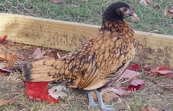 Sebright_Pullett_9wks_a.jpg Sebright_Pullett_9wks_a.jpg