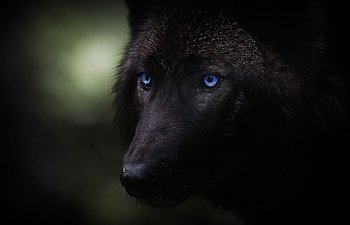 -BlackWolf--4.jpg -BlackWolf--4.jpg