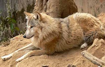 himalayan%20wolf.jpg himalayan%20wolf.jpg