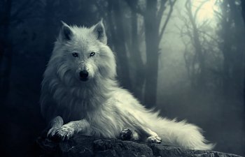 Wolf-wolves-29803359-1024-768.jpg Wolf-wolves-29803359-1024-768.jpg