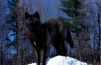 black-wolf-in-snow-pictures.jpg black-wolf-in-snow-pictures.jpg
