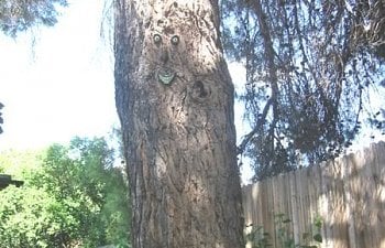 Treefacetalleremail.jpg Treefacetalleremail.jpg