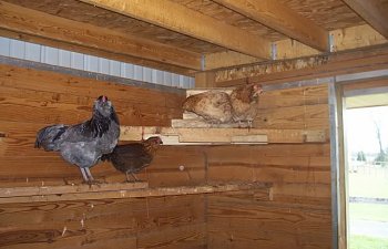 bBarnPerchandFeeder.jpg bBarnPerchandFeeder.jpg