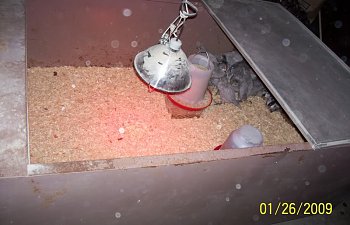 Home Made Brooder Pics