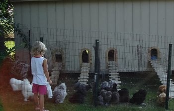 aacoopandchicks010.jpg aacoopandchicks010.jpg