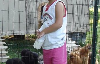 aacoopandchicks039.jpg aacoopandchicks039.jpg