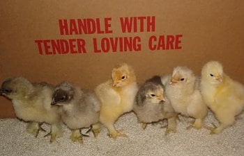 cochinbabies016.jpg cochinbabies016.jpg