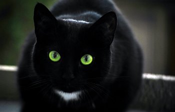 Black_Cat_by_MoCore.jpg