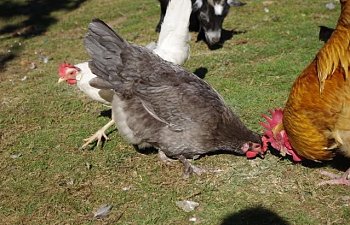 Rainwolfs Chicken Coop