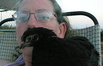 Chickenmustache.jpg Chickenmustache.jpg