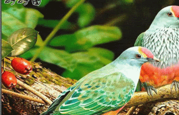 003t050CxEB.gif 003t050CxEB.gif
