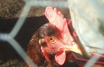 2008_0216chickens0006.jpg 2008_0216chickens0006.jpg