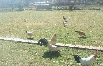 2008_0216chickens0009.jpg 2008_0216chickens0009.jpg