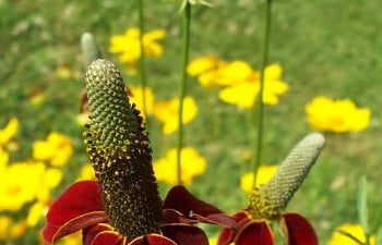 Garden Plants