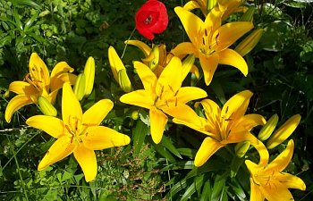 yellow.jpg yellow.jpg