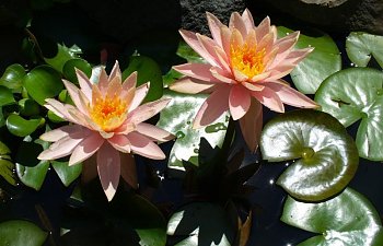 waterlilyMedium.jpg waterlilyMedium.jpg