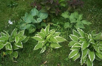 hostas.jpg hostas.jpg