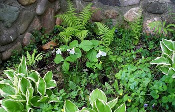 wildflowersLarge-1.jpg wildflowersLarge-1.jpg