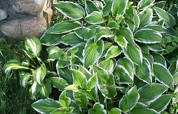hosta3.jpg hosta3.jpg
