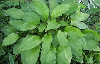 hosta4.jpg hosta4.jpg