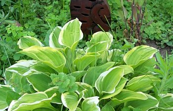 hosta5.jpg hosta5.jpg