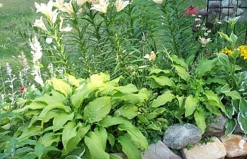 hosta6.jpg hosta6.jpg