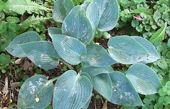 hosta7.jpg hosta7.jpg