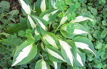 hosta9.jpg hosta9.jpg