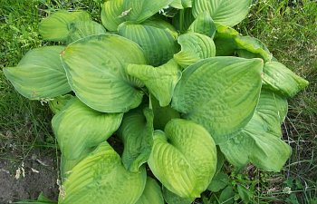 hostas-1.jpg hostas-1.jpg