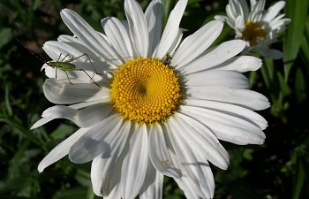 daisy.jpg daisy.jpg