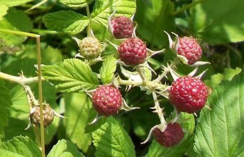 berries.jpg berries.jpg